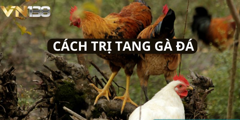 Cách trị tạng cho gà đá